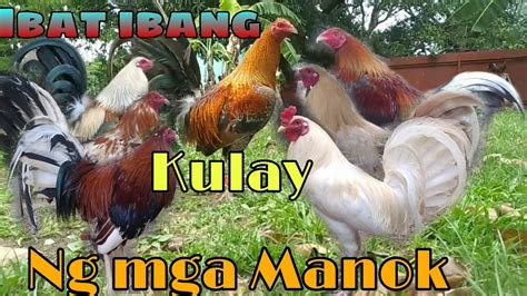 kulay ng manok|Kulay ng manok nakakapagnalo .